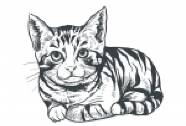 Proč kastrovat kočky